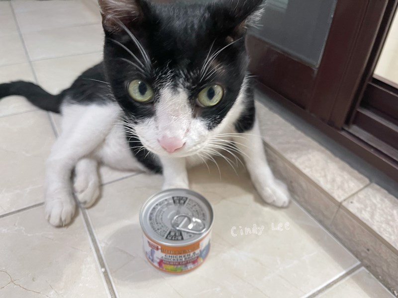 女人知己試用大隊,口碑行銷,部落客行銷,PURRFACT 波菲特貓用主食罐,主食罐,PURRFACT波菲特,貓主食罐,貓罐,PURRFACT波菲特貓用主食罐,魚肉蔓越莓主食罐,鮮嫩雞主食罐,鹿肉雞肉主食罐,牛肉鵪鶉貓主食罐,干貝蠶蛹配方,鱷魚肉白木耳配方,雞肉魚肉配方,安心鶉配方,評價,體驗,適口性佳,心得,成貓適用,高齡貓適用,質地是慕絲狀